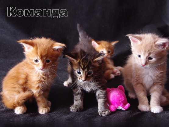 www.coon.okis.ru