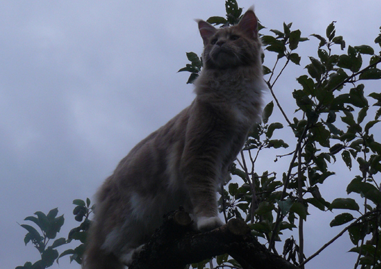 Rus*Odin Hope Coon Lucky